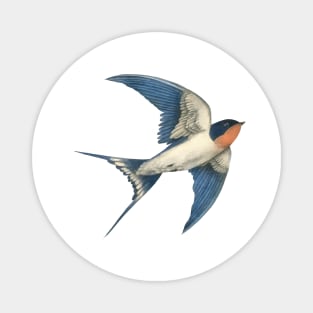 Barn Swallow Magnet